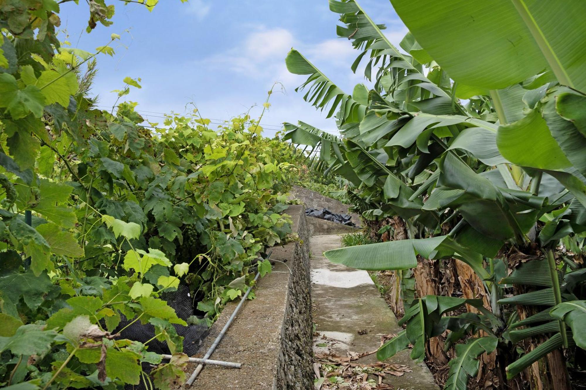 Casa Rosas Angra do Heroismo